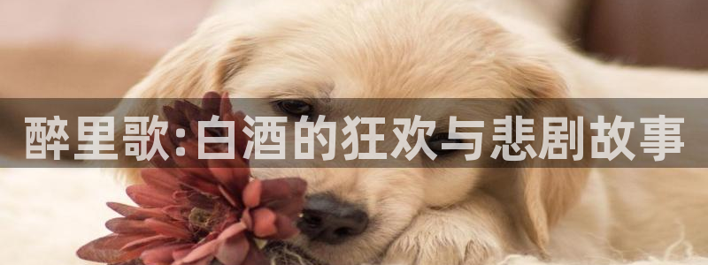 奇漫屋漫画免费入口：醉里歌:白酒的狂欢与悲剧故事